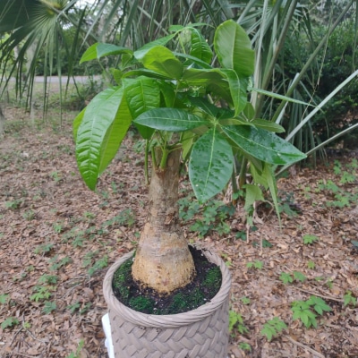 BONSAI TREES